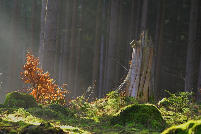 Enchanted Flora