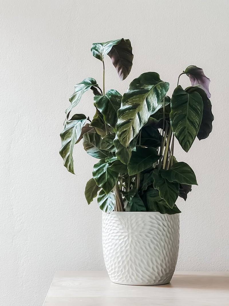 Otherworldly Plants