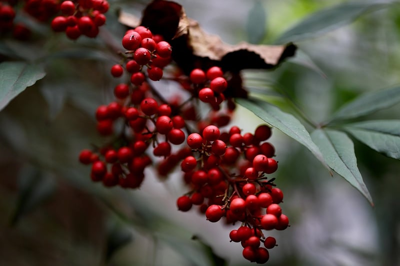 Sacred Botanicals