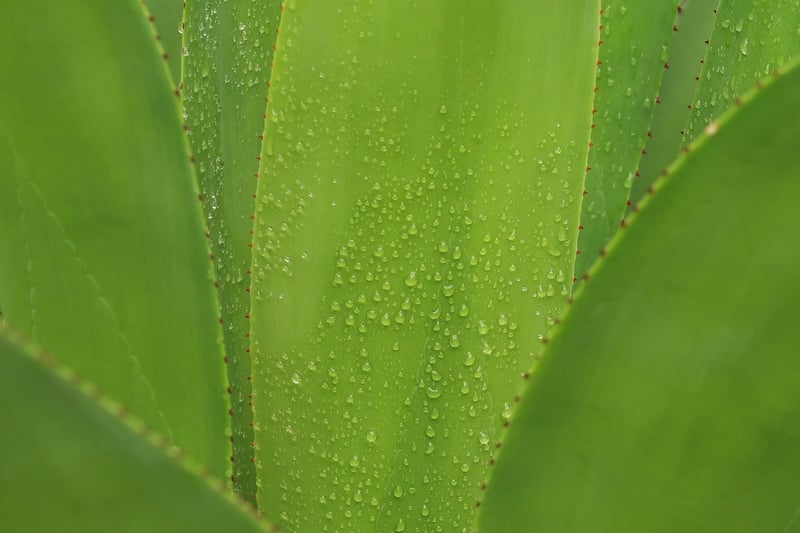 Aloe Vera