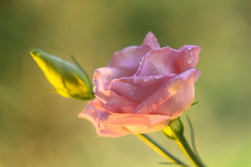Enchanted Florals
