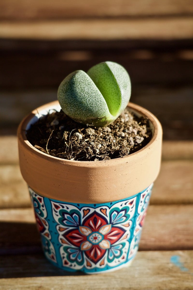 Lithops