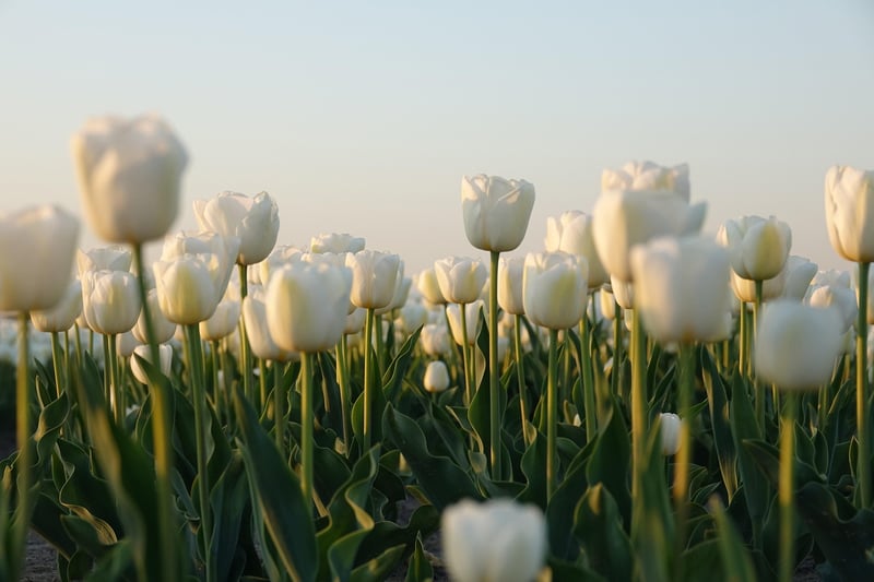 Netherlands Landscape