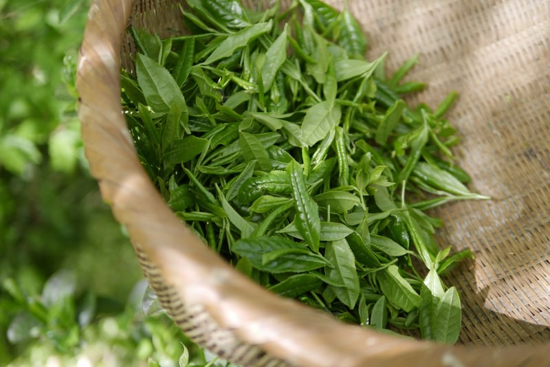 Tea Tree Oil